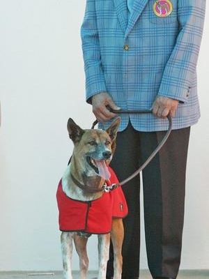 Thaise man aangeklaagd voor beledigen koninklijke hond (Volkskrant, 15 december)